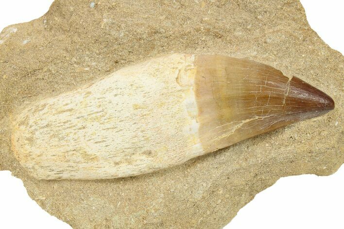 Rooted Mosasaur (Prognathodon) Tooth In Rock - Morocco #264634